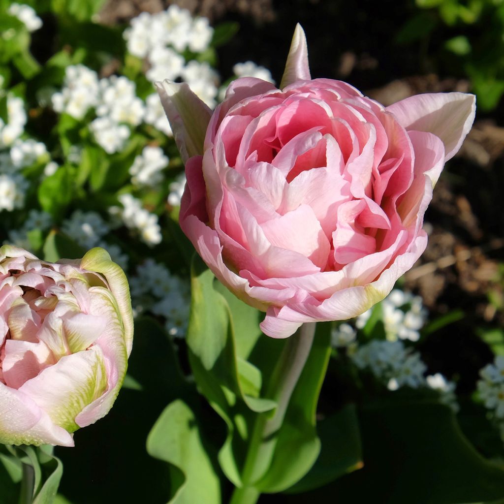 Myöhäinen kerrottu tulppaani Angelique