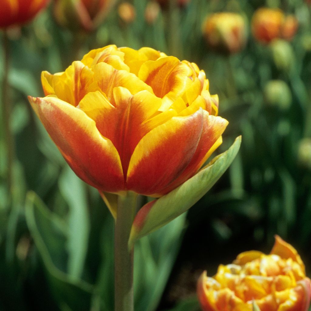 Myöhäinen kerrottu tulppaani Bonanza