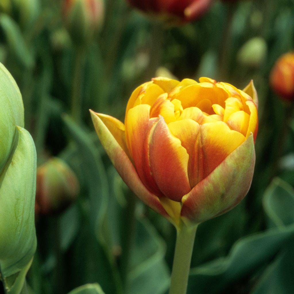 Myöhäinen kerrottu tulppaani Bonanza