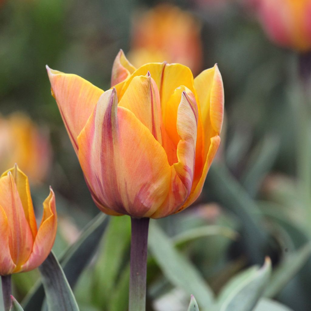 Myöhäinen kerrottu tulppaani Orange Princess