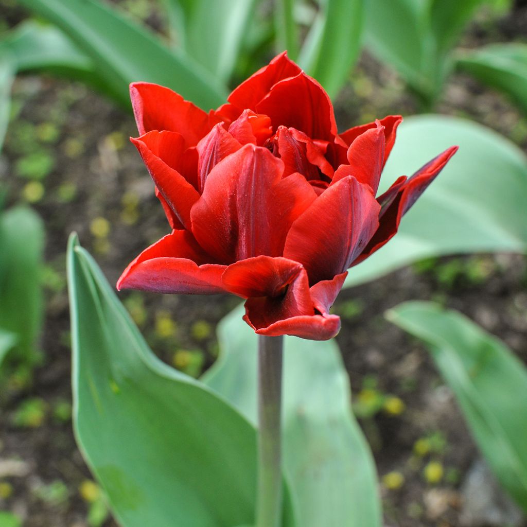 Myöhäinen kerrottu tulppaani Red Princess