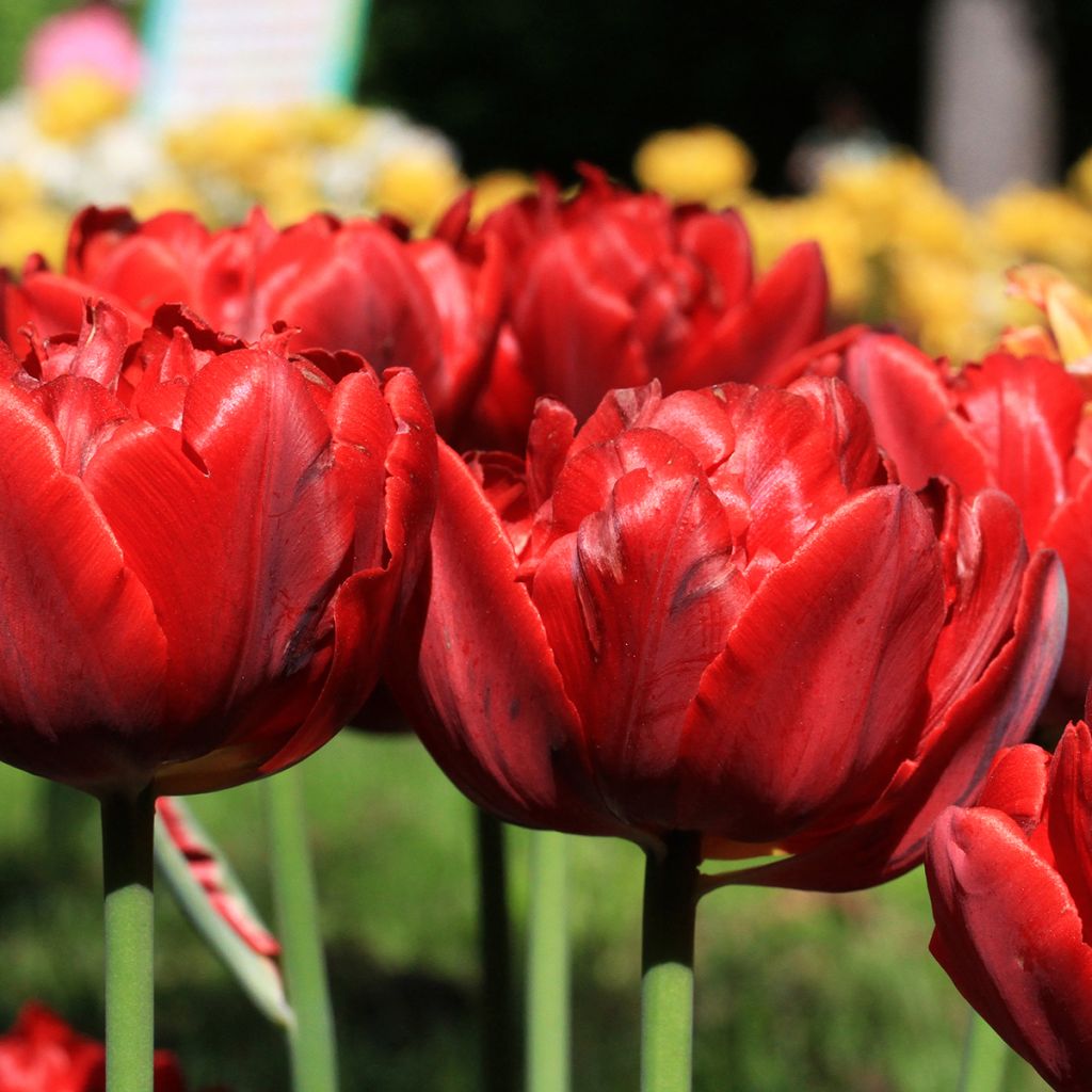 Myöhäinen kerrottu tulppaani Red Princess