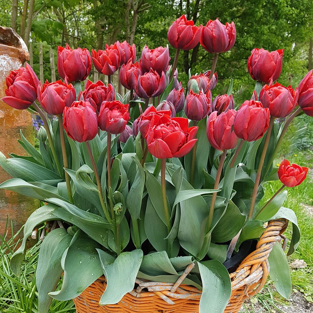 Myöhäinen kerrottu tulppaani Red Princess