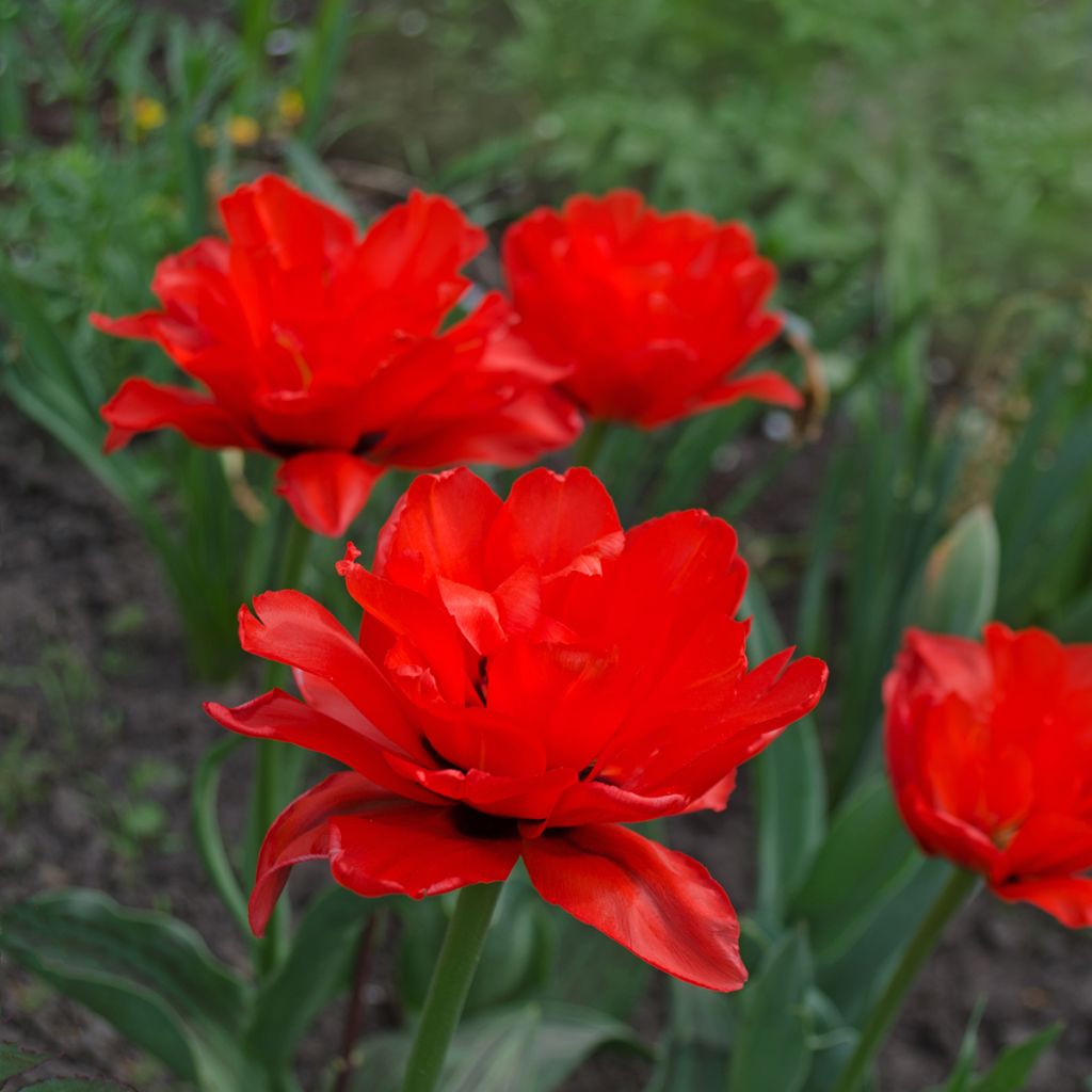 Myöhäinen kerrottu tulppaani Red Princess