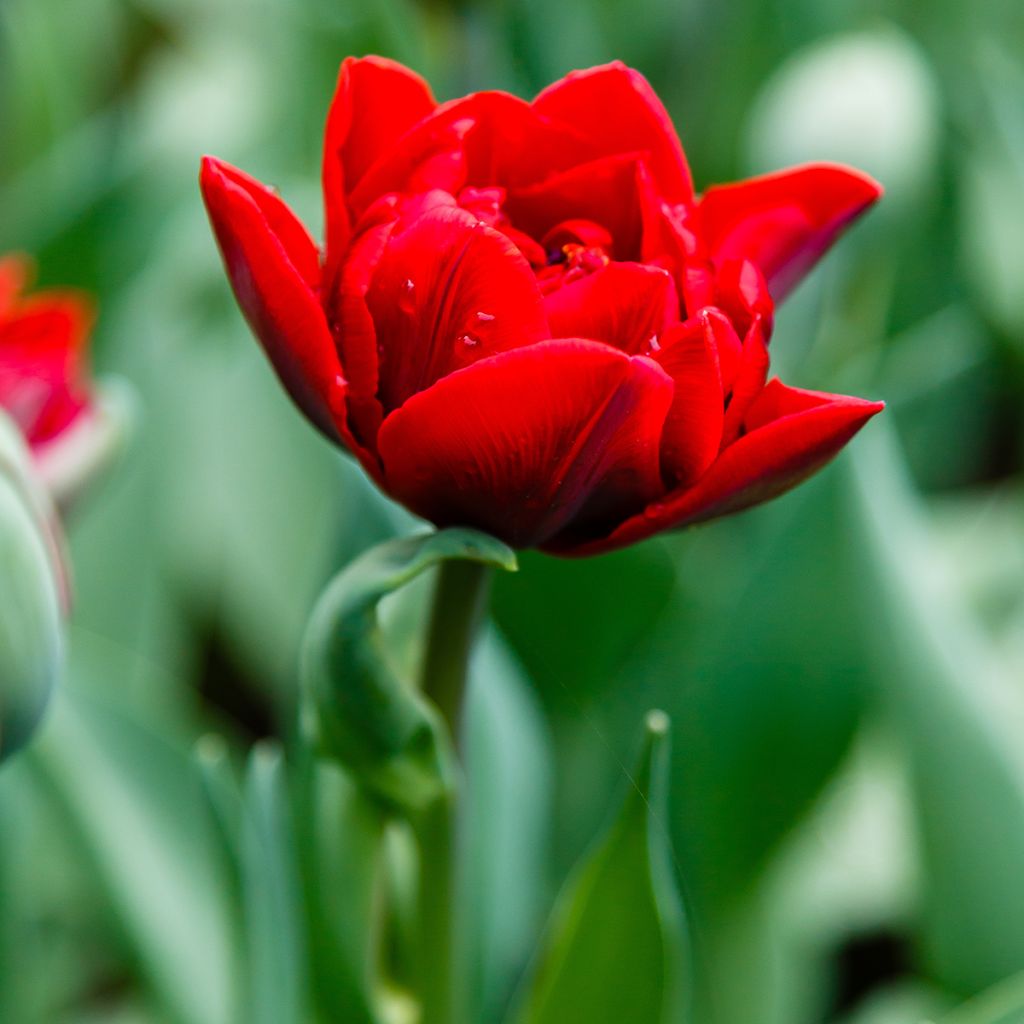 Myöhäinen kerrottu tulppaani Red Princess