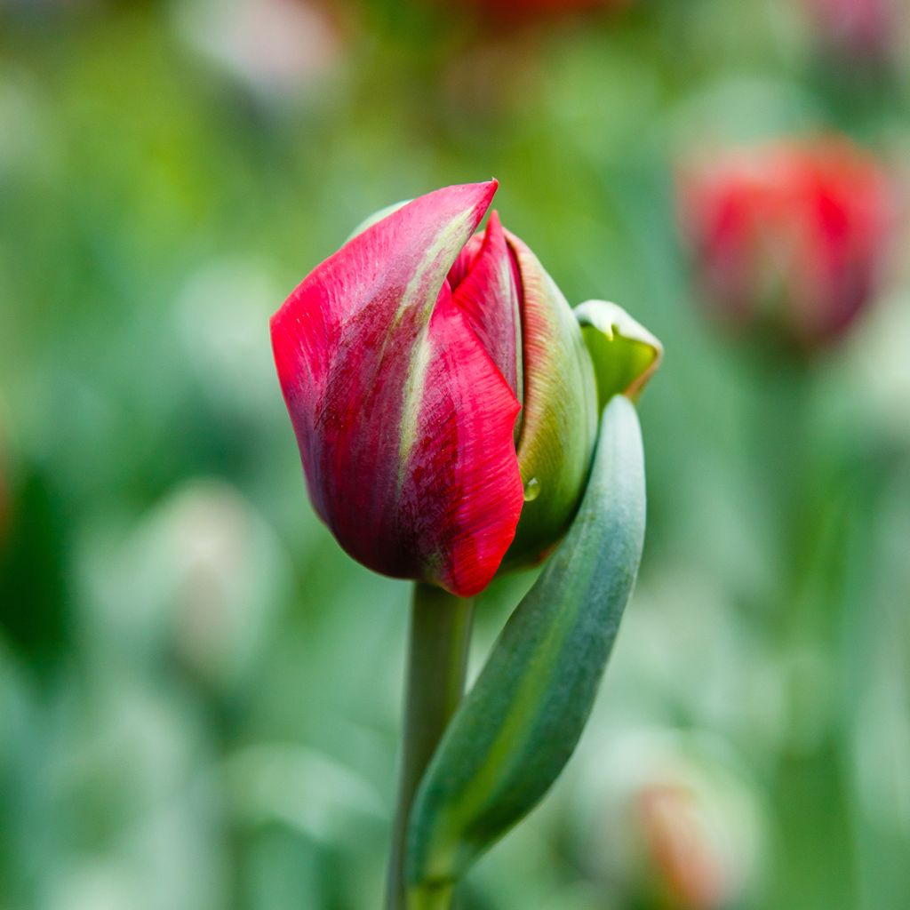 Myöhäinen kerrottu tulppaani Red Princess