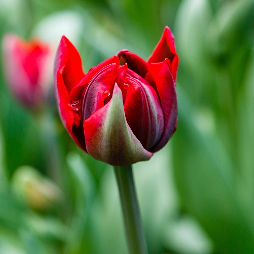 Myöhäinen kerrottu tulppaani Red Princess