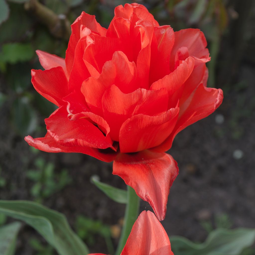 Myöhäinen kerrottu tulppaani Red Princess