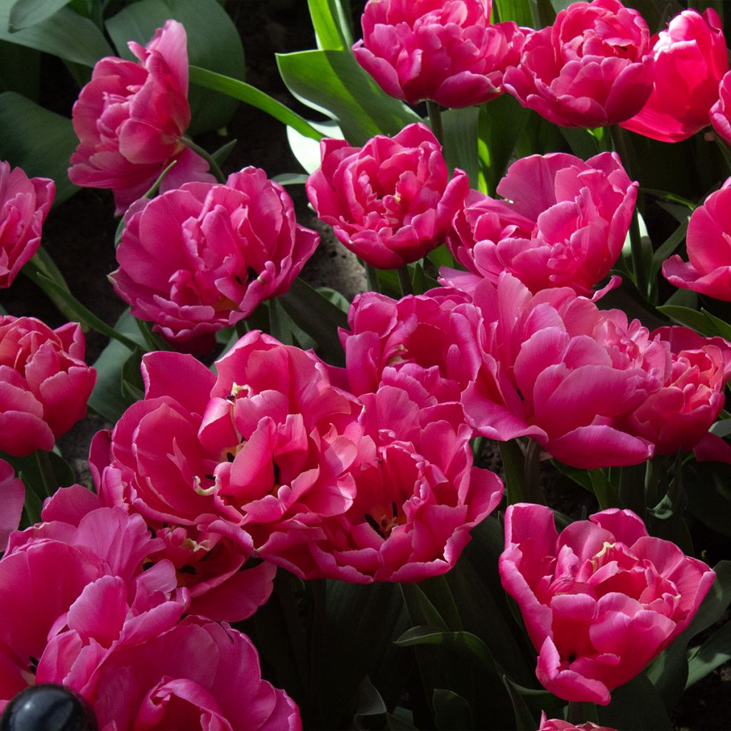 Myöhäinen kerrottu tulppaani Sunset Tropical