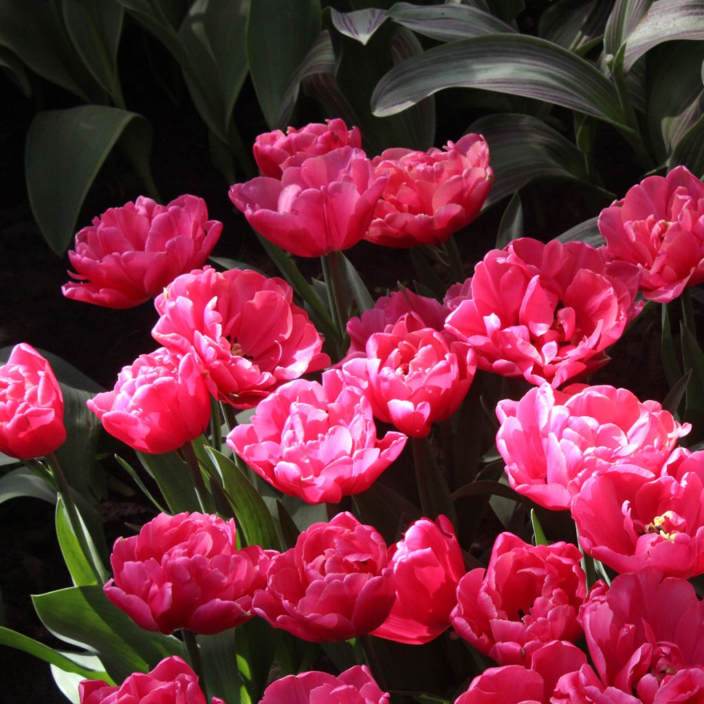 Myöhäinen kerrottu tulppaani Sunset Tropical