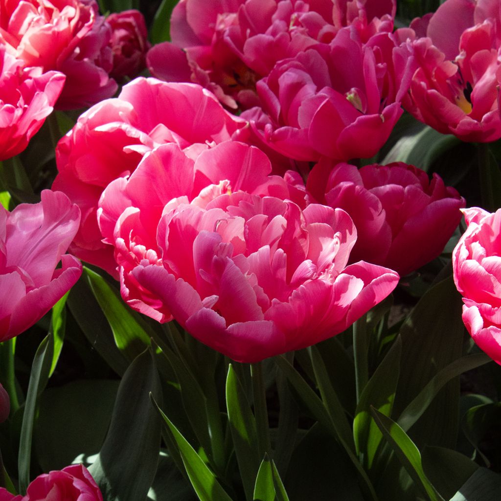 Myöhäinen kerrottu tulppaani Sunset Tropical