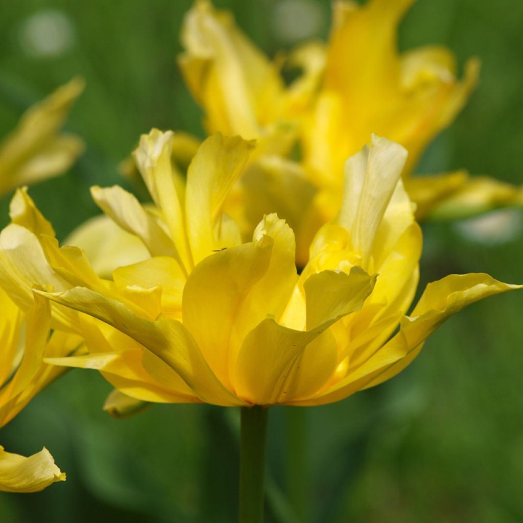 Liljatulppaani Yellow Spider