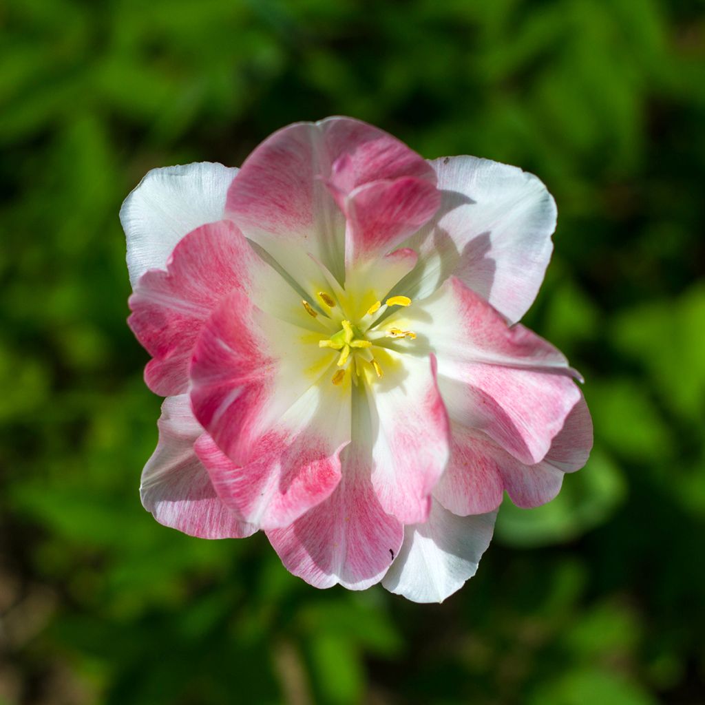 Tulitulppaani Flaming Purissima