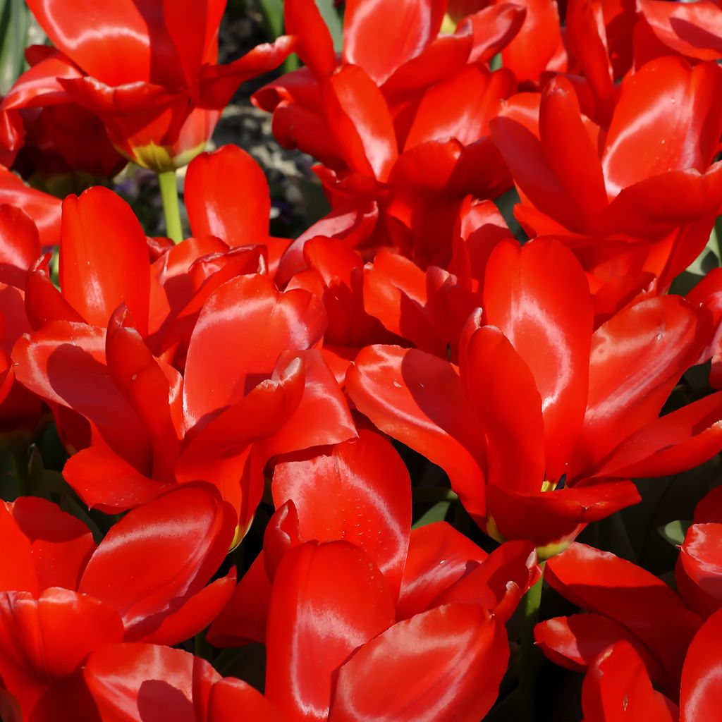 Tulitulppaani Red Emperor - Madame Lefeber