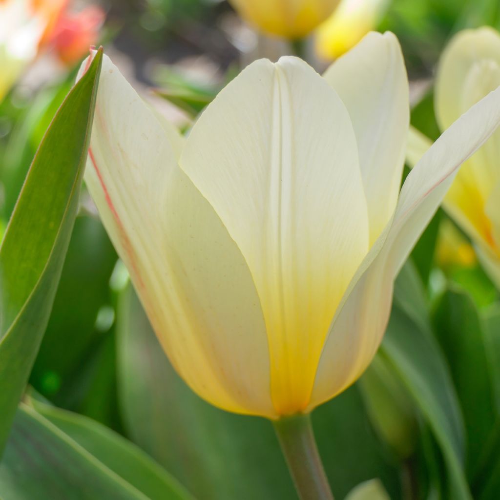 Greigii-tulppaani White Fire