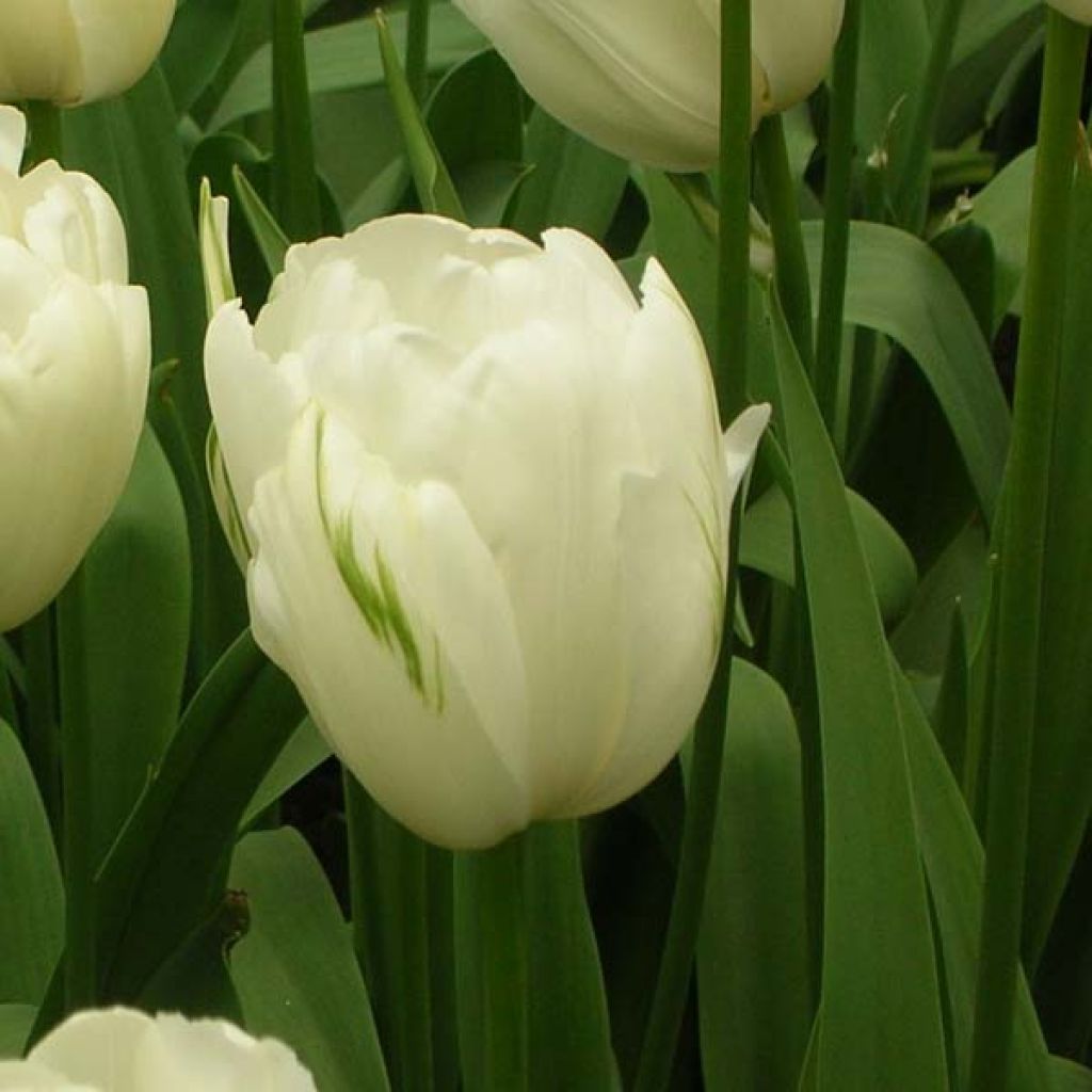 Myöhäinen yksinkertainen tulppaani Maureen