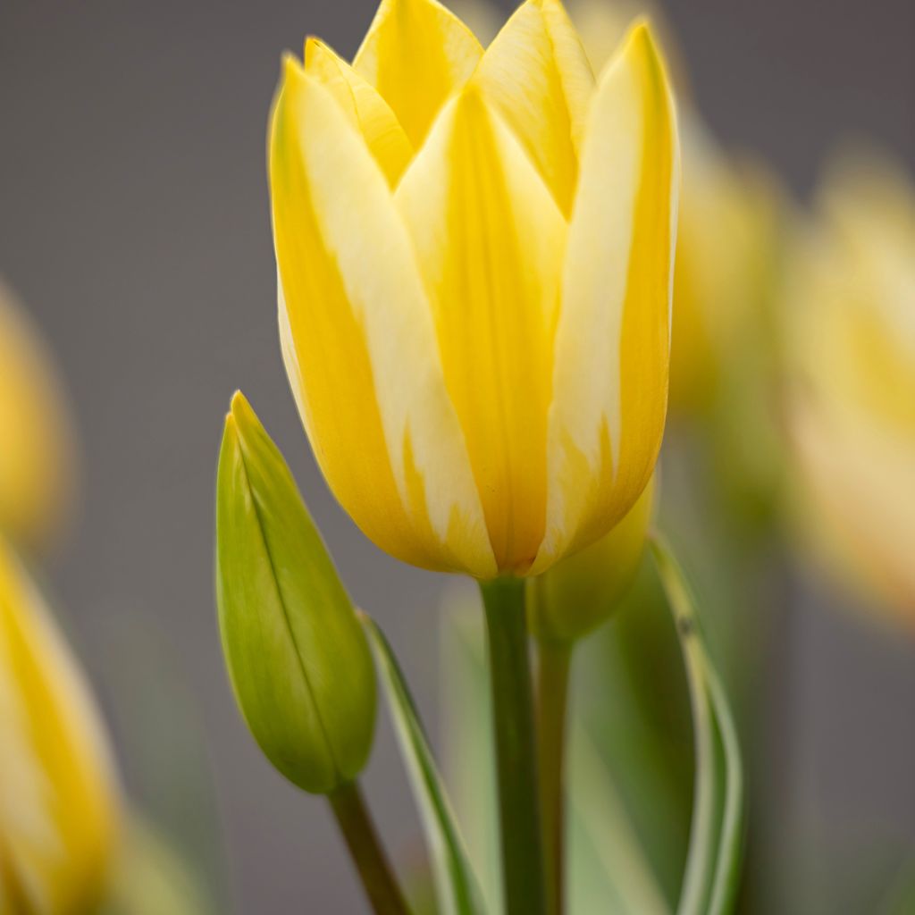 Monikukkainen tulppaani Antoinette