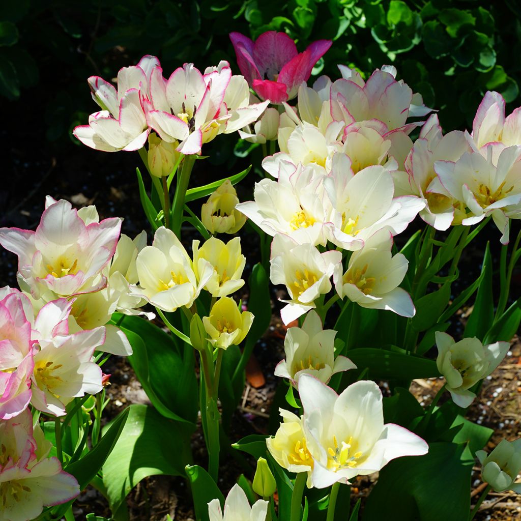 Monikukkainen tulppaani Candy Club