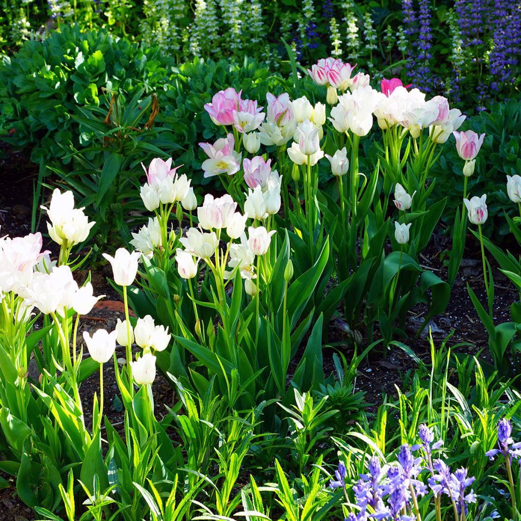 Monikukkainen tulppaani Candy Club