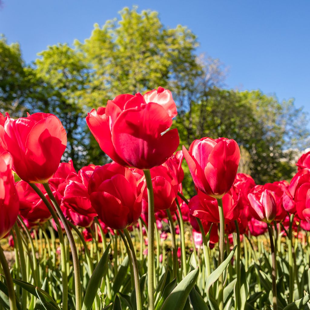 Monikukkainen tulppaani Red Georgette