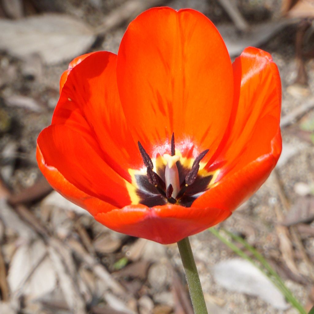 Monikukkainen tulppaani Red Georgette