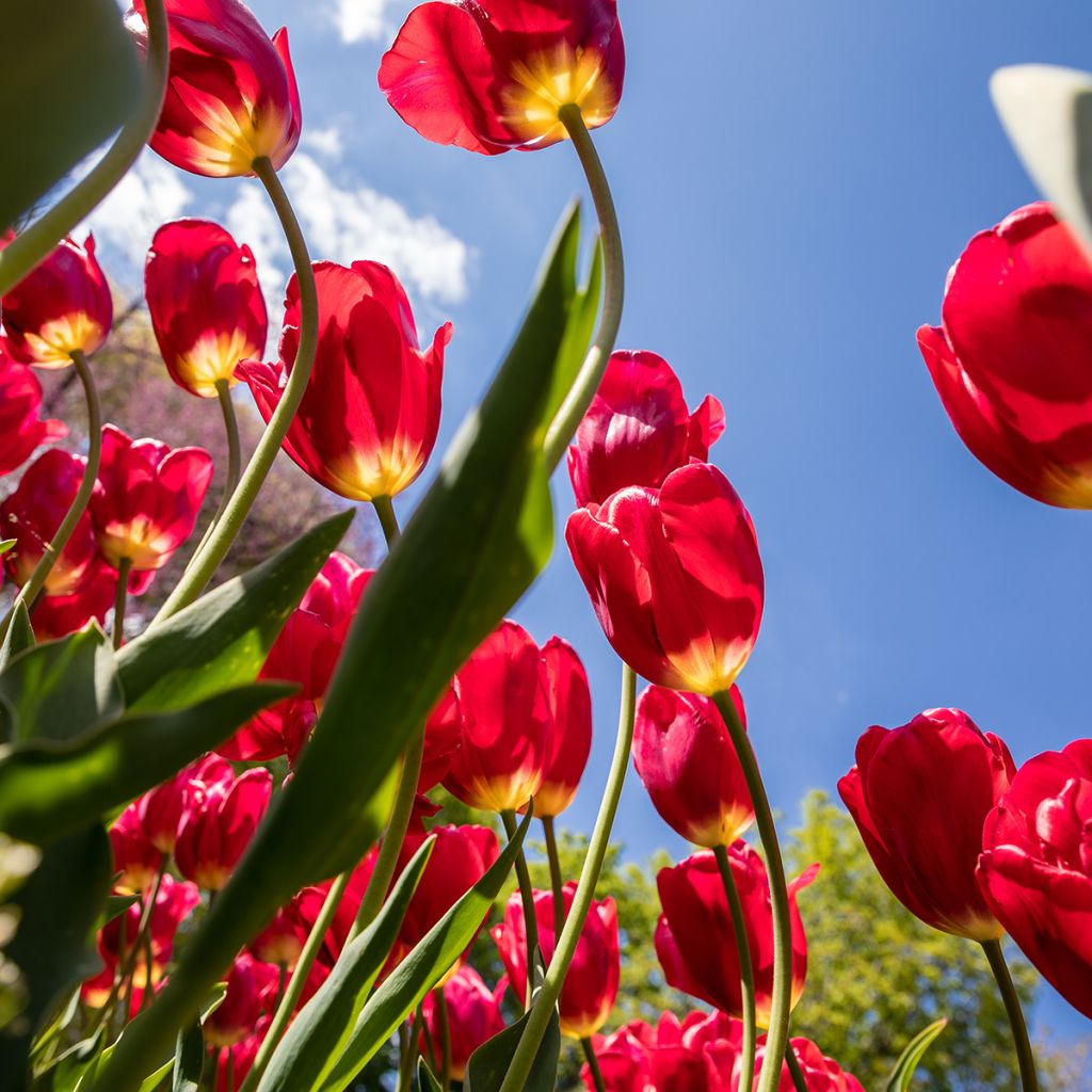 Monikukkainen tulppaani Red Georgette