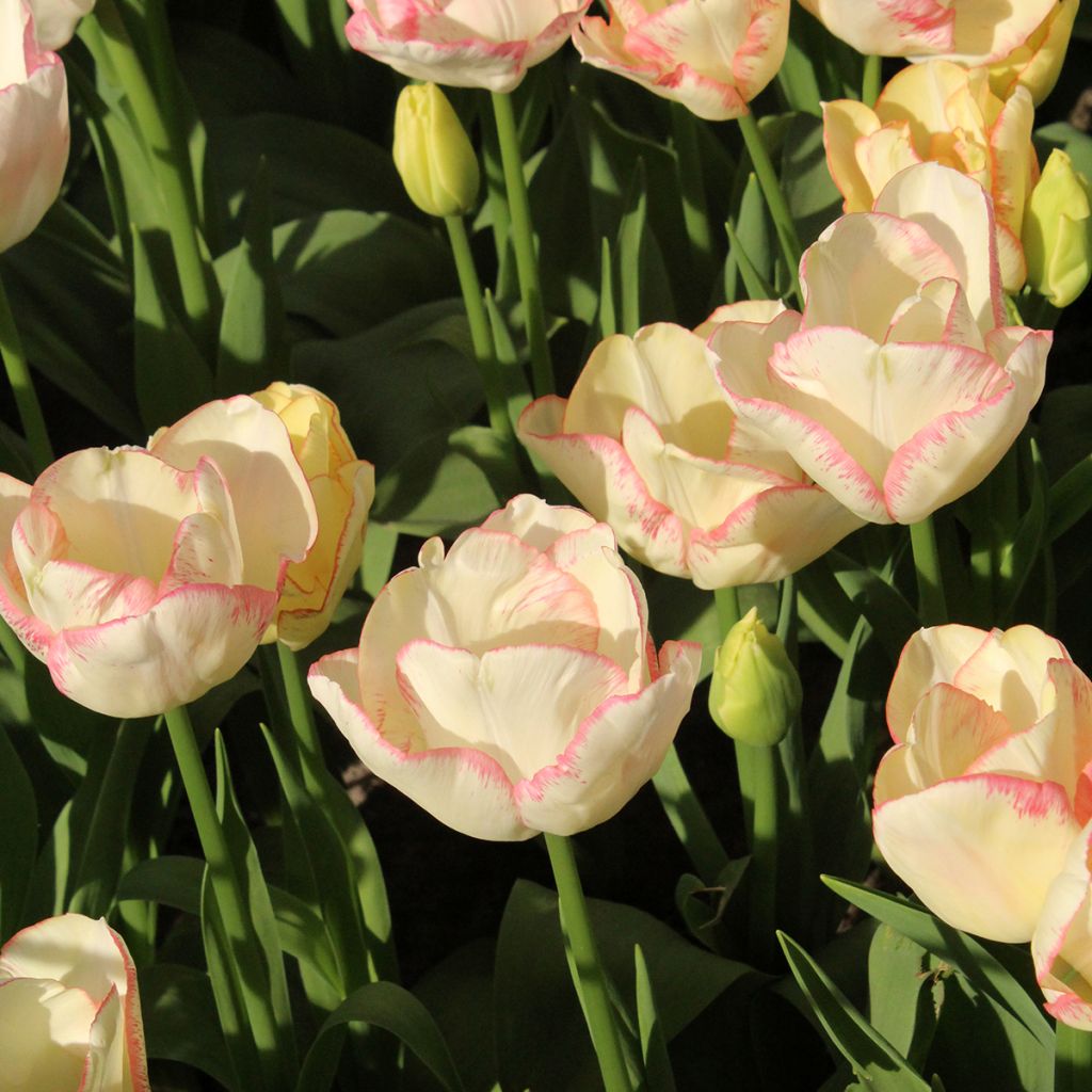 Monikukkainen tulppaani Rosy bouquet
