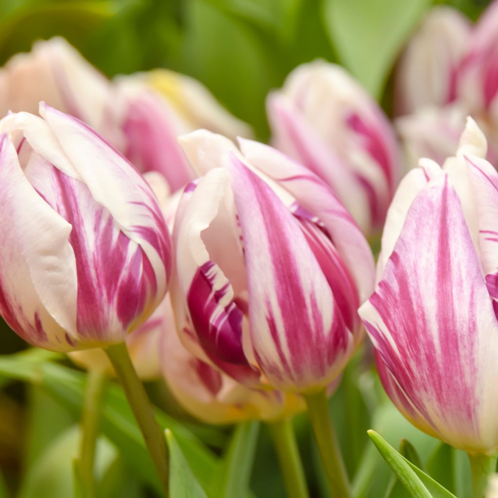 Varhainen yksinkertainen tulppaani Flaming Prince