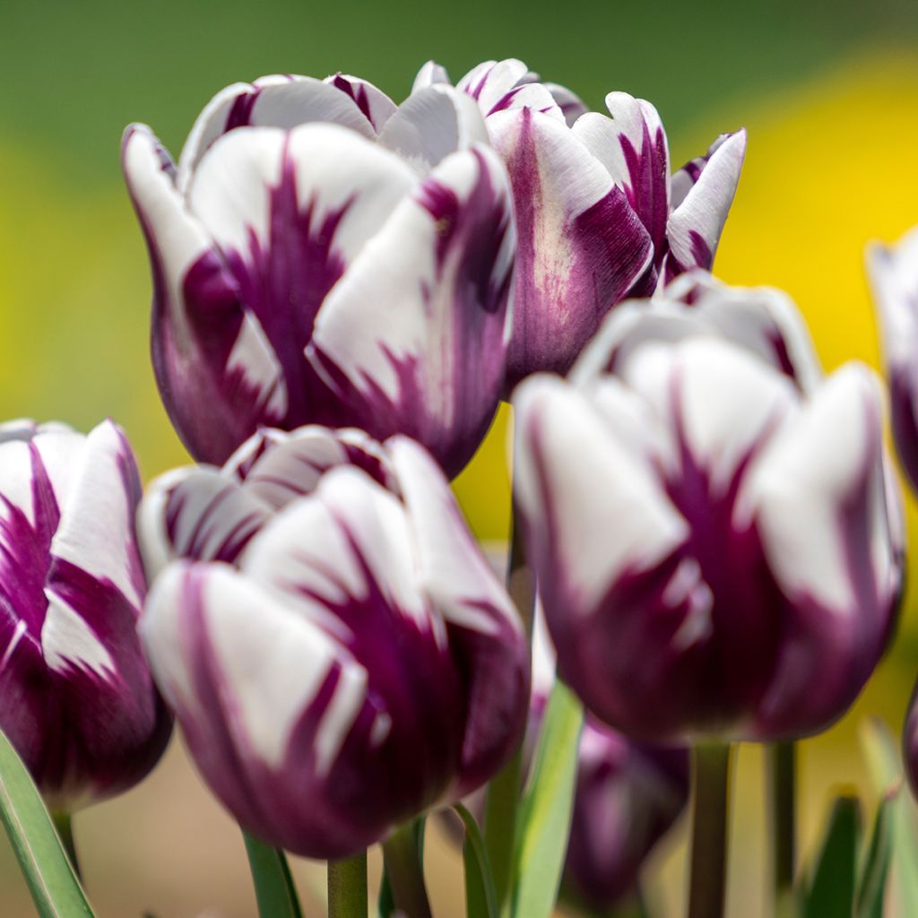 Varhainen yksinkertainen tulppaani Flaming Prince