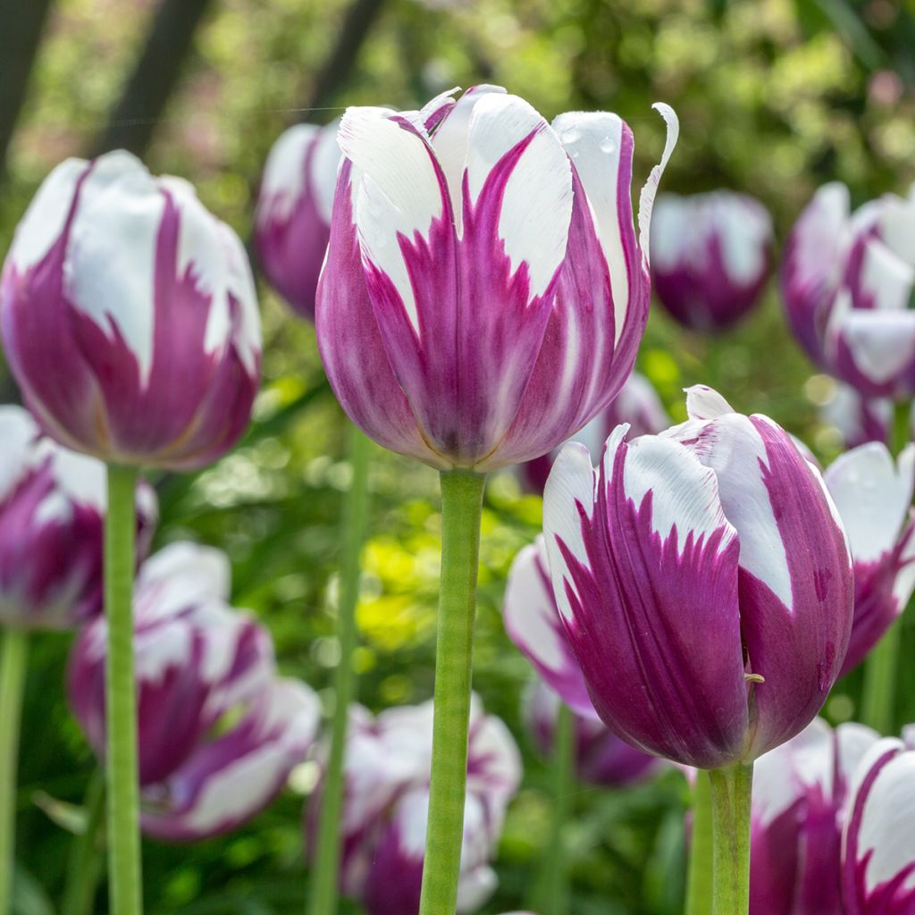 Varhainen yksinkertainen tulppaani Flaming Prince