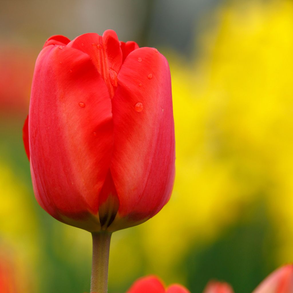 Varhainen yksinkertainen tulppaani Paradiso