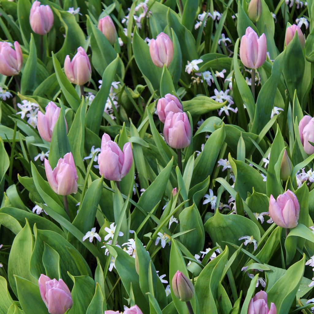 Varhainen yksinkertainen tulppaani Candy Prince