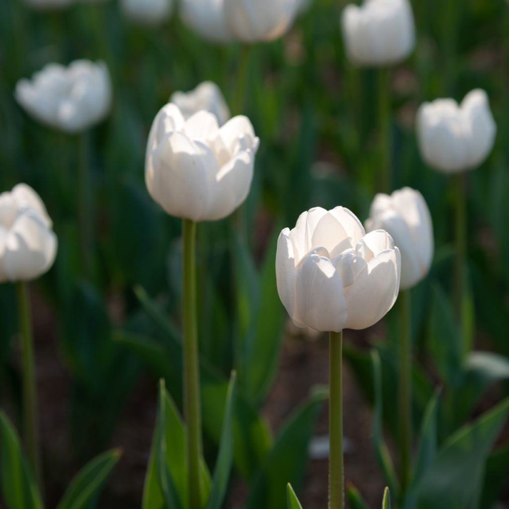 Myöhäinen yksinkertainen tulppaani Angels Wish