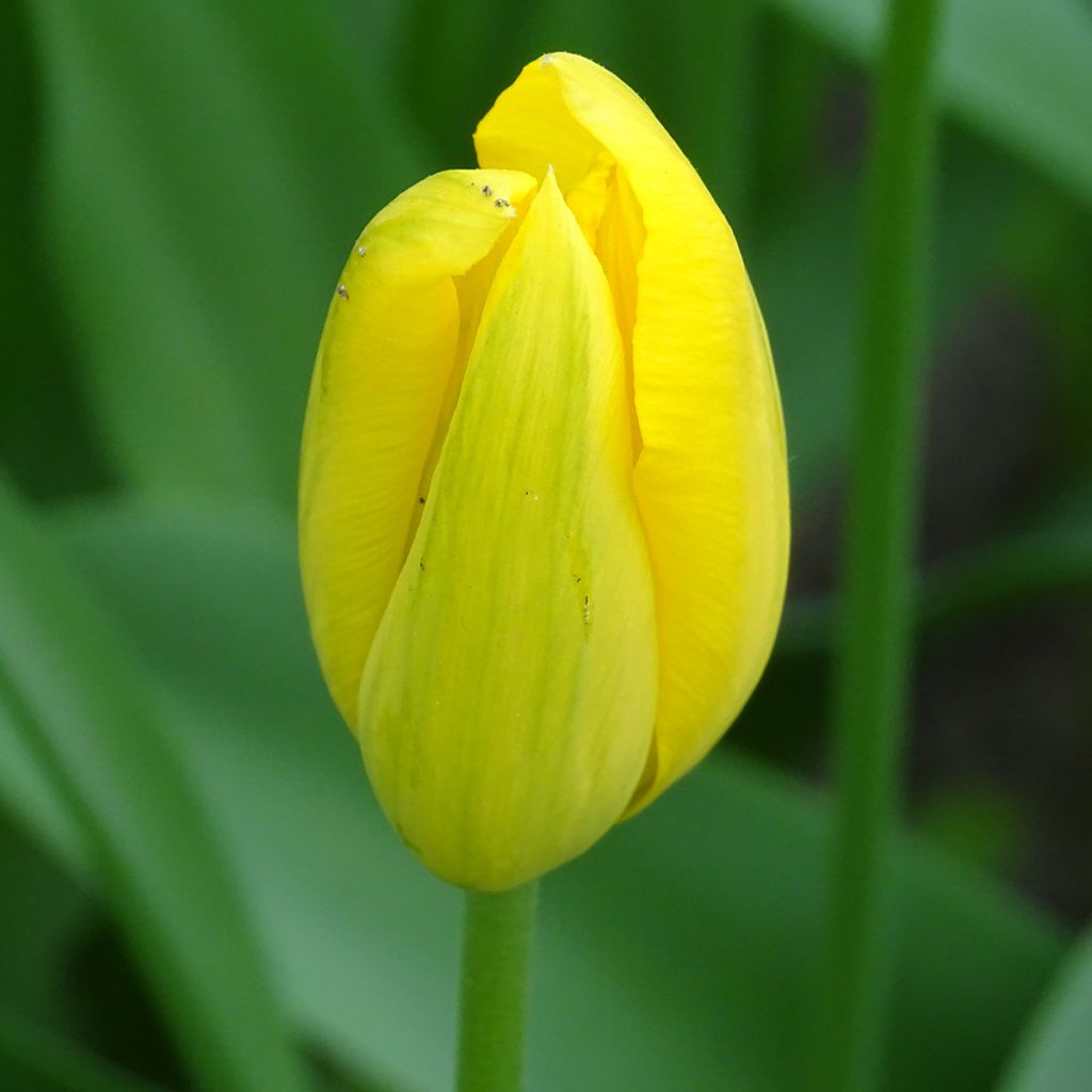 Myöhäinen yksinkertainen tulppaani Big Smile