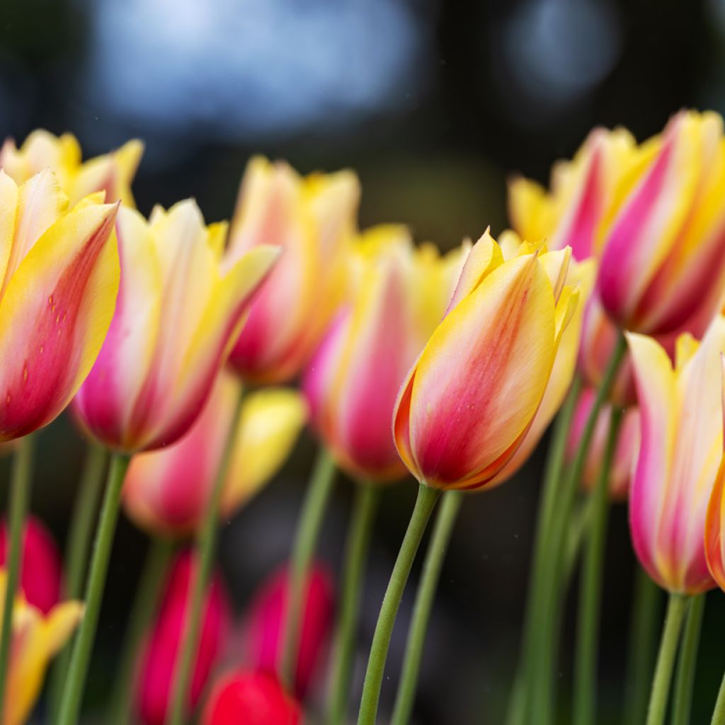 Myöhäinen yksinkertainen tulppaani Blushing Beauty