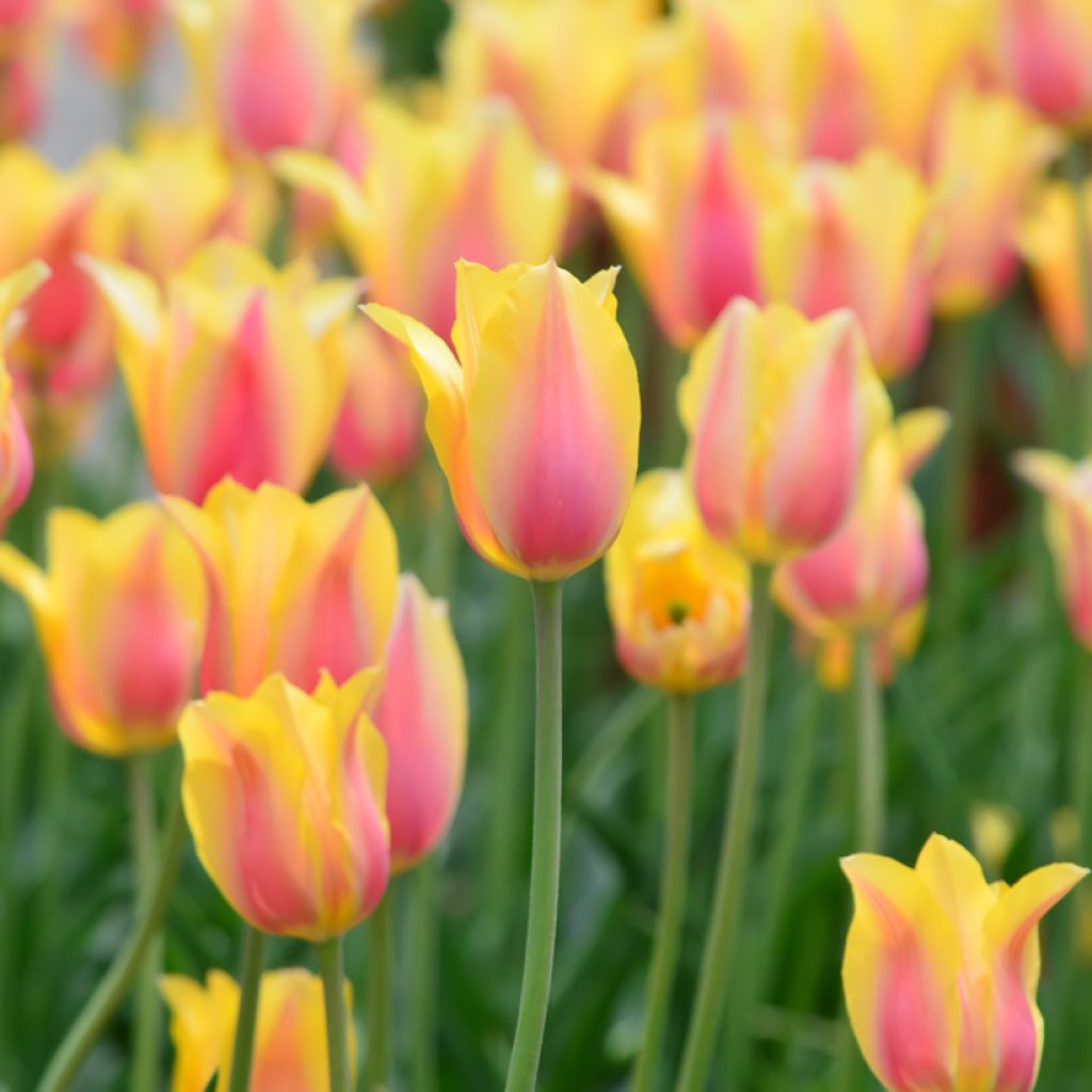 Myöhäinen yksinkertainen tulppaani Blushing Beauty