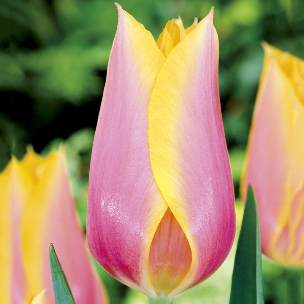 Myöhäinen yksinkertainen tulppaani Blushing Lady