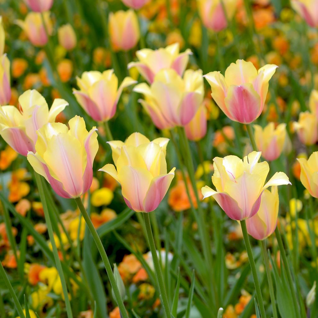 Myöhäinen yksinkertainen tulppaani Blushing Lady