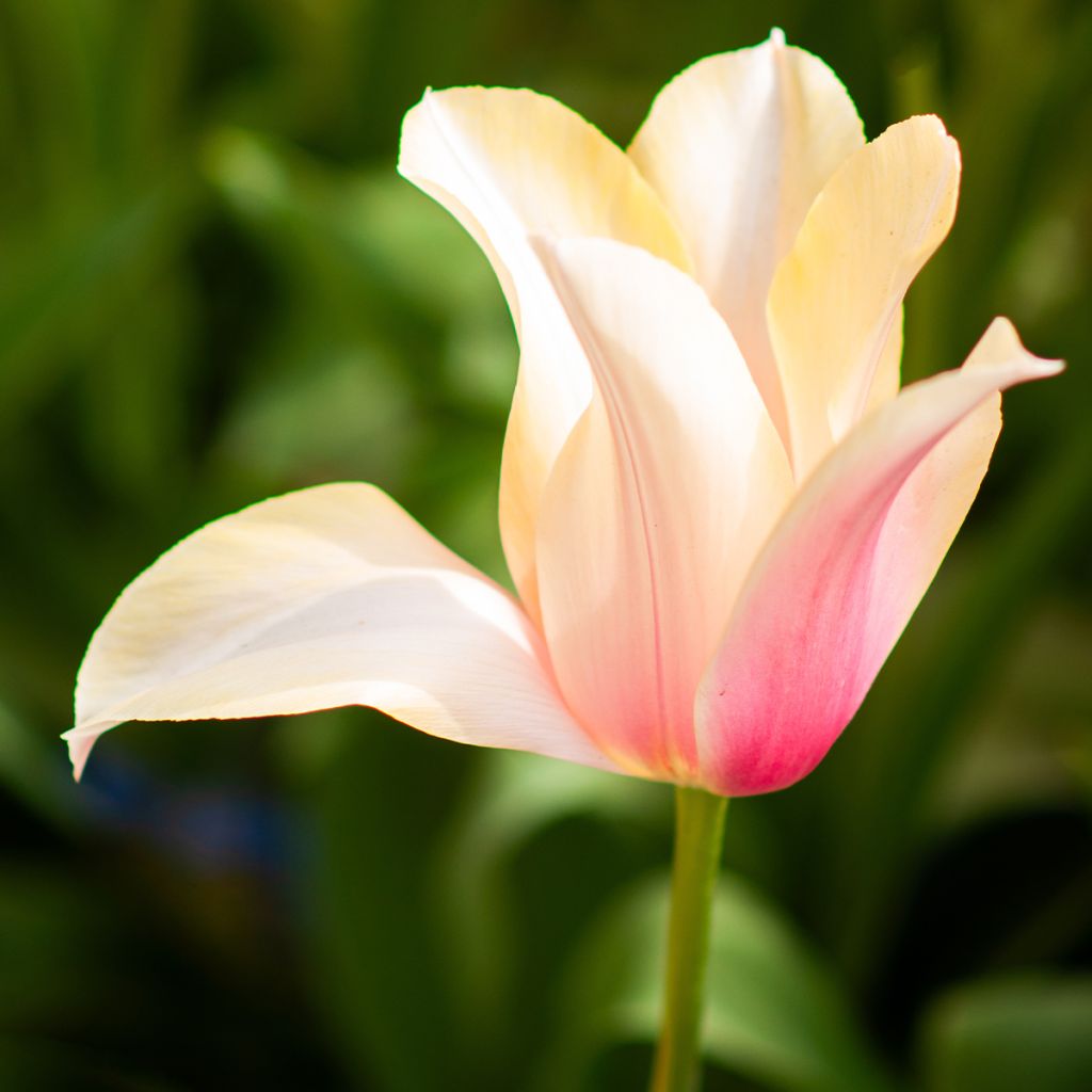 Myöhäinen yksinkertainen tulppaani Blushing Lady