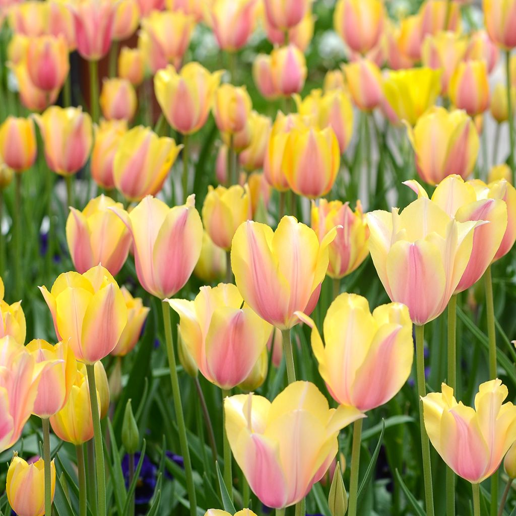 Myöhäinen yksinkertainen tulppaani Blushing Lady
