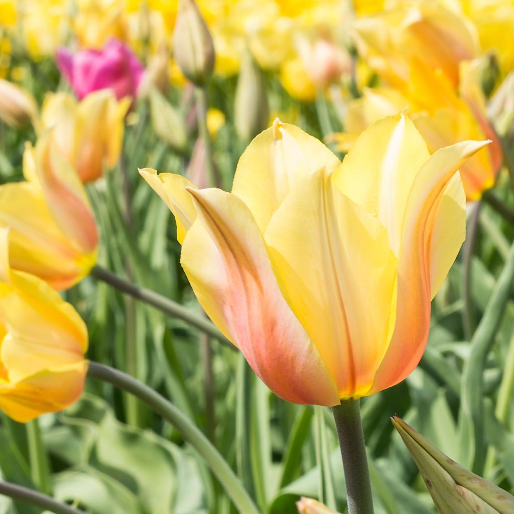Myöhäinen yksinkertainen tulppaani Blushing Lady