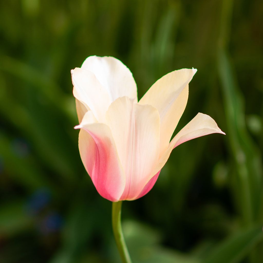 Myöhäinen yksinkertainen tulppaani Blushing Lady