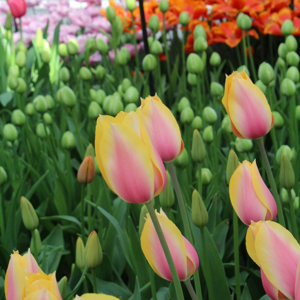 Myöhäinen yksinkertainen tulppaani Blushing Lady