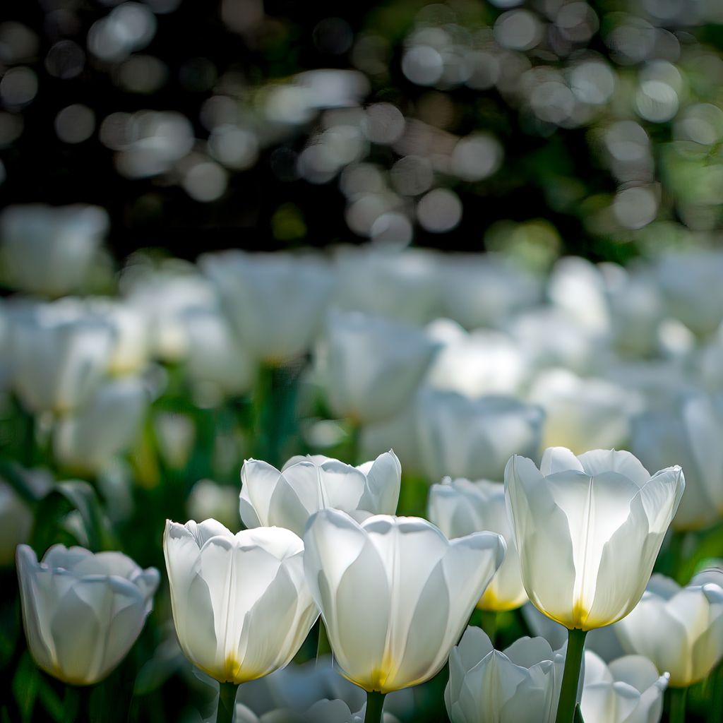 Myöhäinen yksinkertainen tulppaani Catherina
