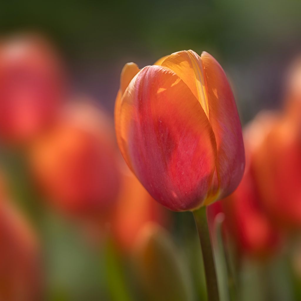 Myöhäinen yksinkertainen tulppaani Dordogne