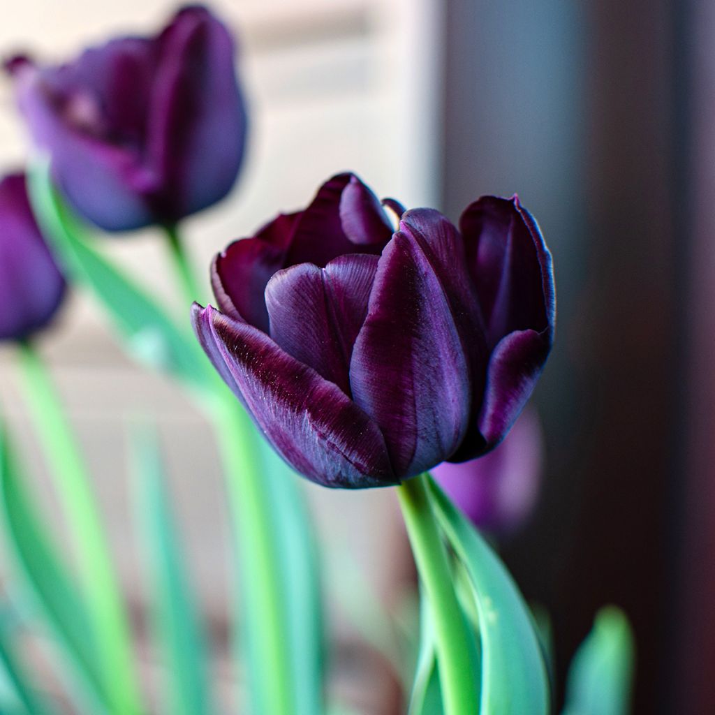 Myöhäinen yksinkertainen tulppaani Reine de la Nuit