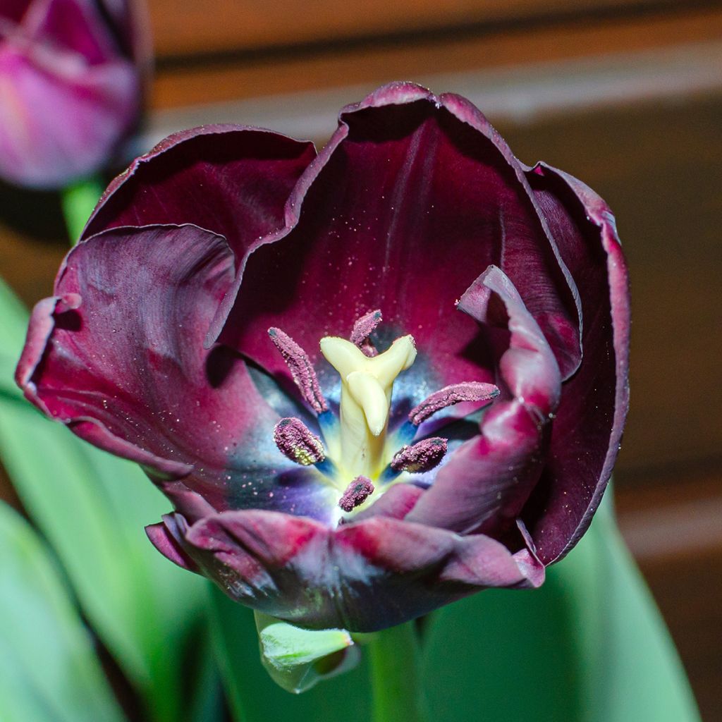 Myöhäinen yksinkertainen tulppaani Reine de la Nuit