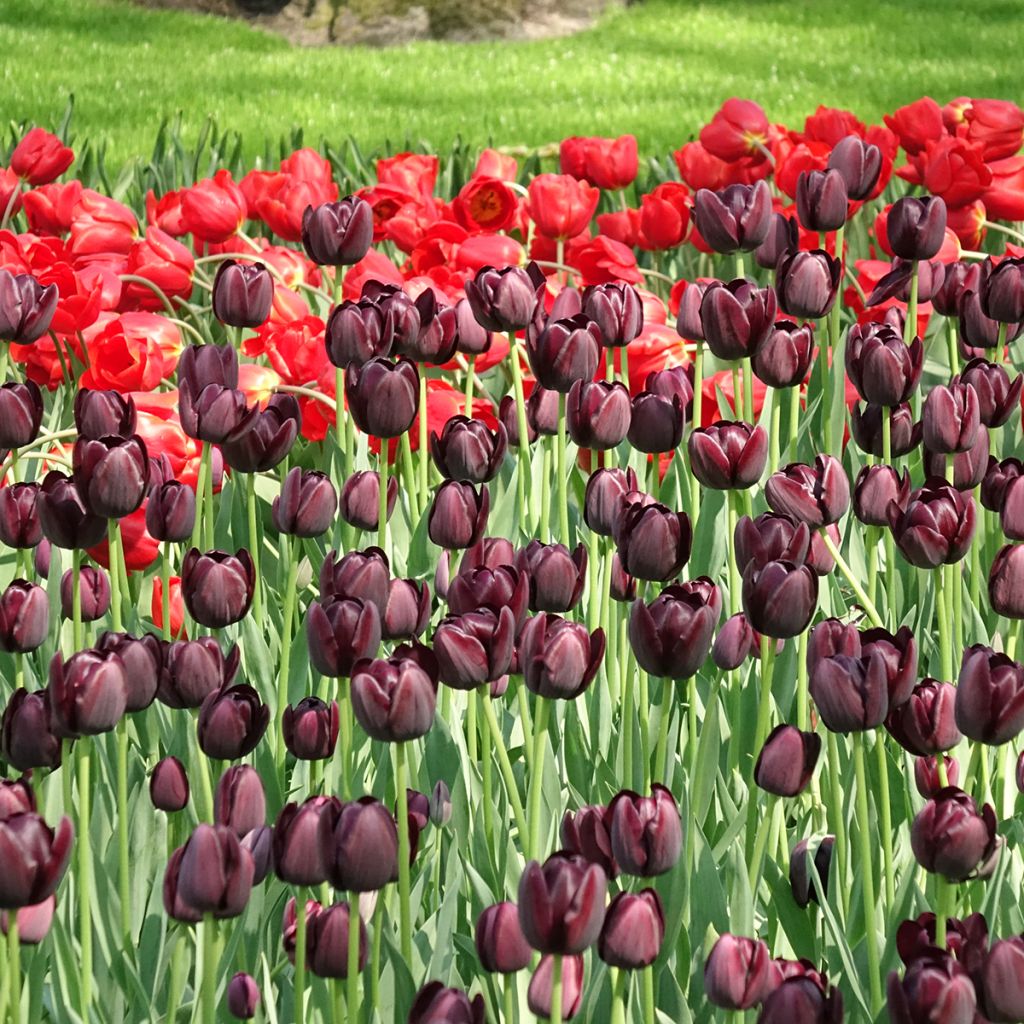 Myöhäinen yksinkertainen tulppaani Reine de la Nuit