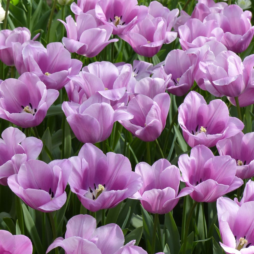 Myöhäinen yksinkertainen tulppaani Violet Beauty