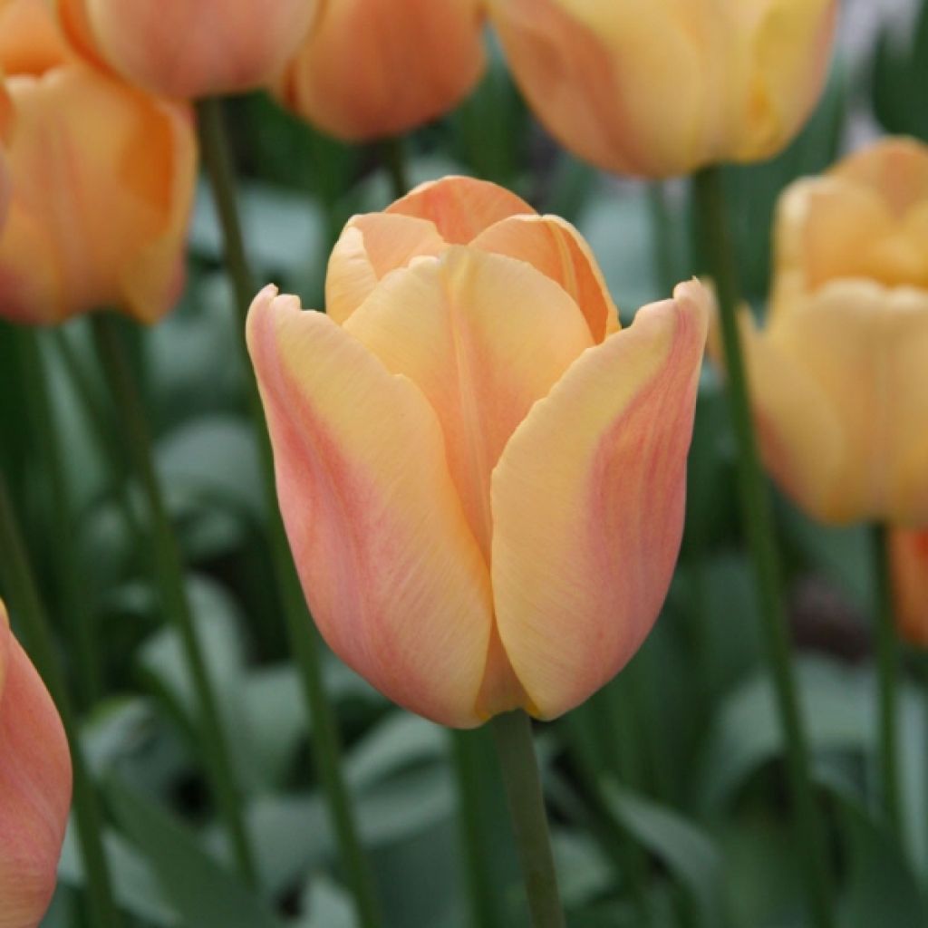 Triumftulppaani Apricot Foxx